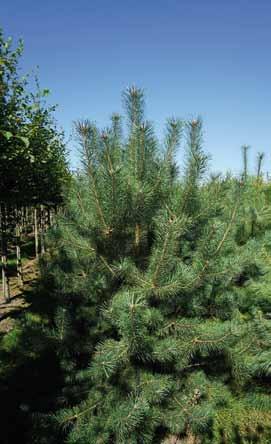 10/25 Pinus nigra nigra