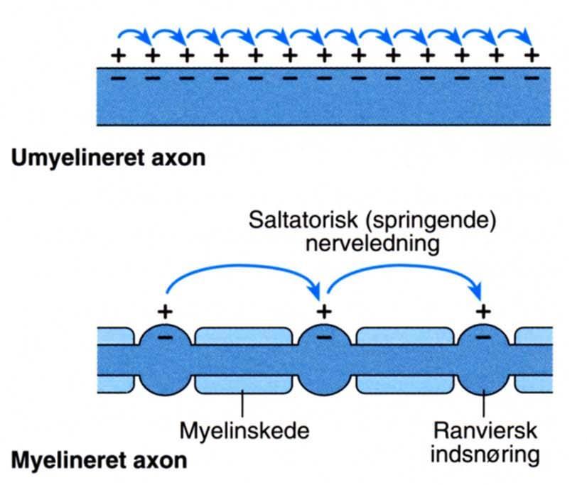 Aktionspotentialet løber langs axonet til axonterminalen Aktionspotentialets