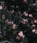 Historiske roser Denne gruppe er meget bred, men fælles for den er at det er gamle sorter, som næsten alle har fra mellem til stærk duft.