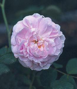 Blomst Sart rosa og fyldt juni - juli Rose de Recht Damascenerrose 1 stk. 10 stk.