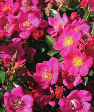 Blomst Rosa med svagt laksrosa skær og halvfyldt juni - okt.