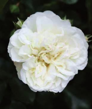 White Meidiland Bunddækkende roser Vækst Tæt og velforgrenet 60-80 cm. A-kval. br. Blomst Hvid og fyldt juni - okt.