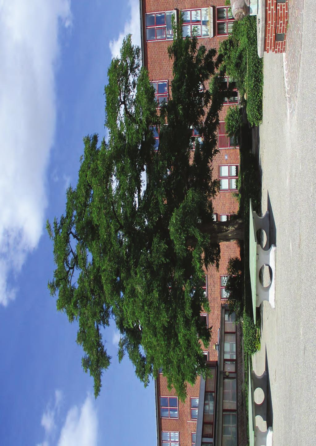 Tårnby Kommunes træpolitik