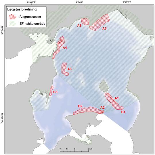 bredelse. Bufferzonen på 300 m fra registrede ålegræsbede er valgt på baggrund af foreløbige studier af sedimentspredning i forbindelse med fiskeri.