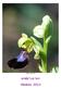 Ophrys atlantica. Andalusien