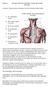 MUSKELINFILTRATIONER I NAKKE-SKULDER (MYOSIS) Anatomi: Talrige muskler udspringer og fæster omkring skulder-nakke.