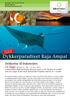 Dykkerparadiset Raja Ampat