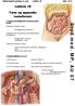 Stud.med. MP, AU 07. Lektion 18. Tarm og appendix vermiformis. Makroskopisk anatomi, 2. sem. Lektion 18 Side 1 af 8