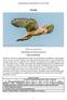 Fuglehåndbogen på Nettet (BBJ) (vs.1.0:14.02.2016) Tårnfalk. Tårnfalk, musende adult han. Videnskabeligt navn (Falco tinnunculus) (L)