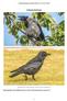 Gråkrage/Sortkrage. Fuglehåndbogen på Nettet (BBJ) (vs.1.0:24.02.2016) Videnskabelige navne Gråkrage (Corvus cornix) (L) Sortkrage (Corvus corone) (L)