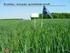 KORNSTRATEGI. Enkle og effektive løsninger mod græs- og bredbladet ukrudt i korn. Solutions for the Growing World