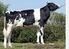 Holstein Hi-dyr - uden genomisk information