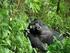 Uganda Fly-In Gorilla Trekking
