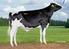 Holstein Hi-dyr - uden genomisk information