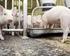 AFGØRELSE i sag om godkendelse af svineproduktionen på en ejendom i Assens Kommune