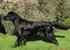Raceledelsen for Flatcoated Retriever