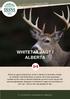 WHITETAILJAGT I ALBERTA