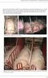 Branchekode for kontrol med restkoncentrationer i svine-, okse-, fåre- og gedekød