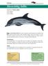 Den almindelige delfin lever især i tropiske og subtropiske havområder, men